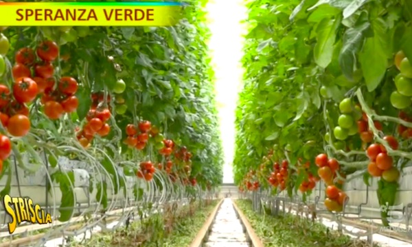«Pomodori, in idroponica è meglio»