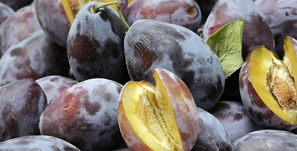 Susina Zucchella, anche la Gdo apprezza