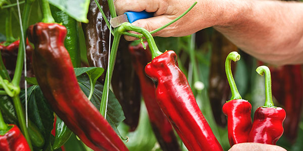 Peperoni, in Sicilia è l'ora di Sweet Palermo 