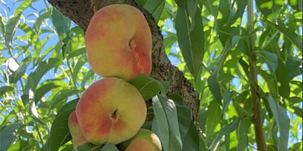 «Pesche tabacchiere, non si campa più di rendita»