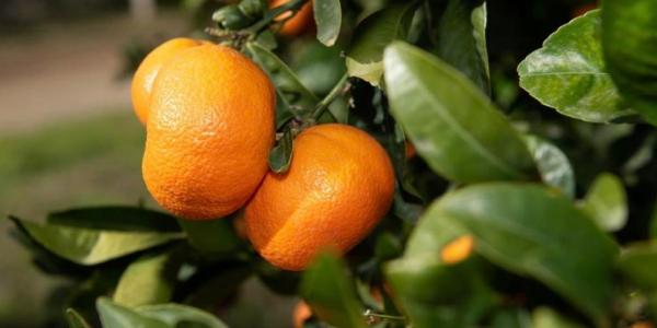 Mandarino Tang Gold, Gallo cala il poker