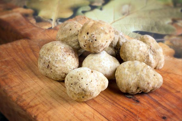 Tartufi bianchi pregiati, novità sulla coltivazione