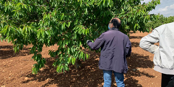 «Ciliegie baresi, perdite oltre le previsioni»