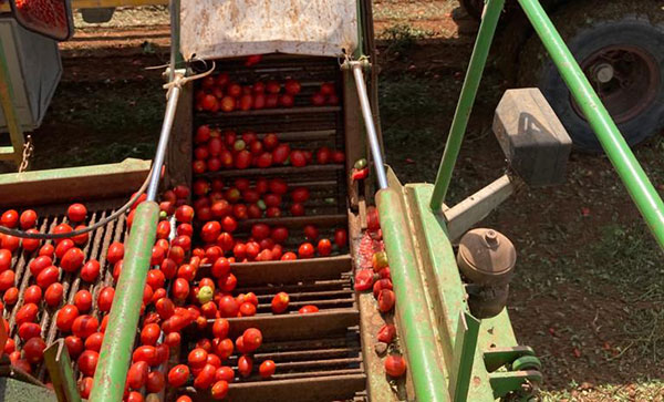 Pomodoro Terre dell'Etruria, rese di 900 quintali ad ettaro