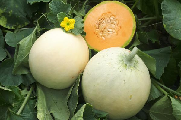 Il melone liscio italiano che incanta per bellezza e gusto