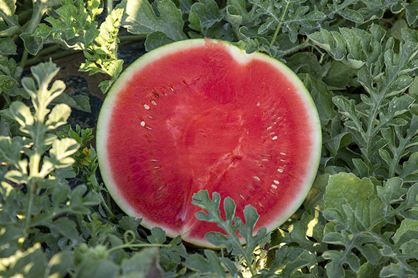 «Meloni e angurie, stagione spinta dal caldo»