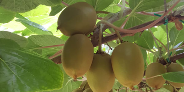 Kiwi, la copertura in nylon minimizza l'incidenza della Psa