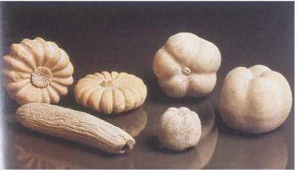 Tortarello, il melone immaturo che sembra un cetriolo