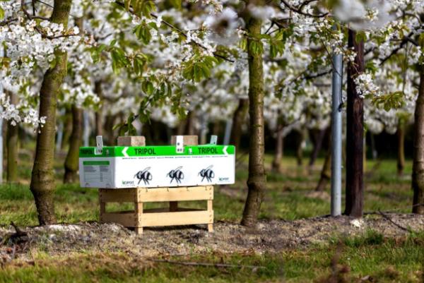 Impollinazione con bombi