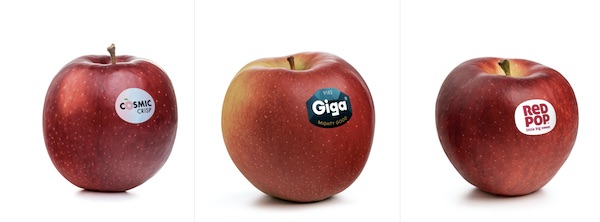 Nuove varietà di mele, l'Alto Adige cala il tris