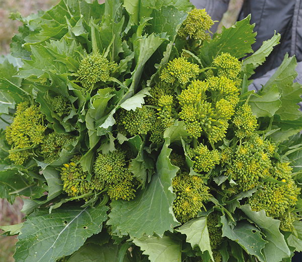 Carosello e cime di rapa tra i nuovi Pat pugliesi