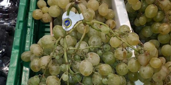 Il grappolo della vergogna