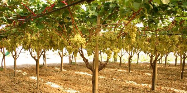 Uva di Canicattì, il Consorzio: quotazioni in rialzo