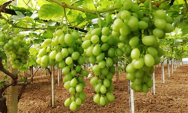 Uva da tavola, in Sicilia la raccolta s'avvicina 