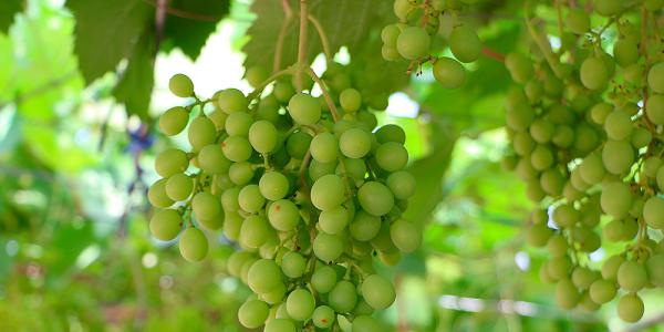 «Uve seedless, più trasparenza lungo la filiera»