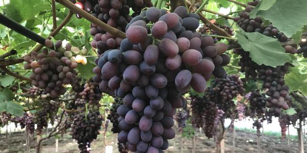 Tre mosse per sostenere la produzione di uva da tavola