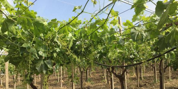Uva da tavola, la strategia per avere grappoli più sani