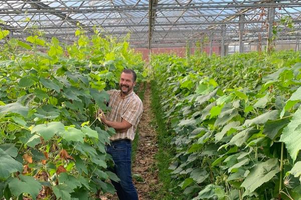 Gli svedesi si coltivano la loro uva da tavola