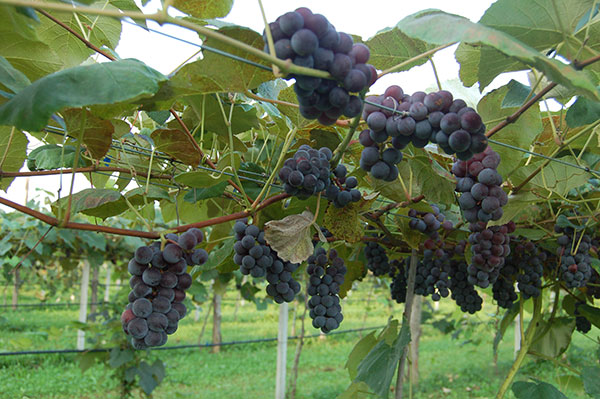 Uva fragola piemontese, un consorzio per svilupparsi