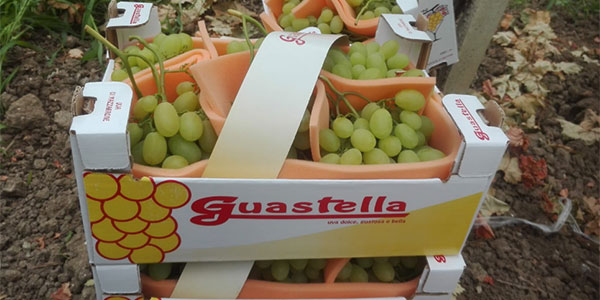 Uva italiana: nonostante il freddo, il mercato parte col piede giusto