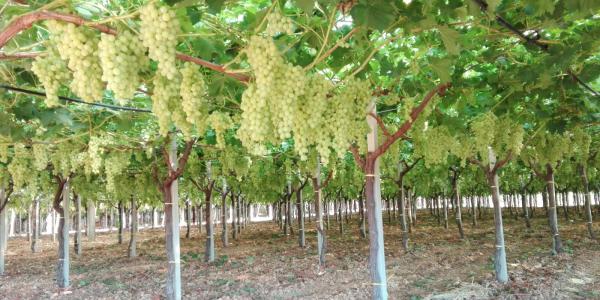 «Luisa, un'uva più forte del clima bizzarro»