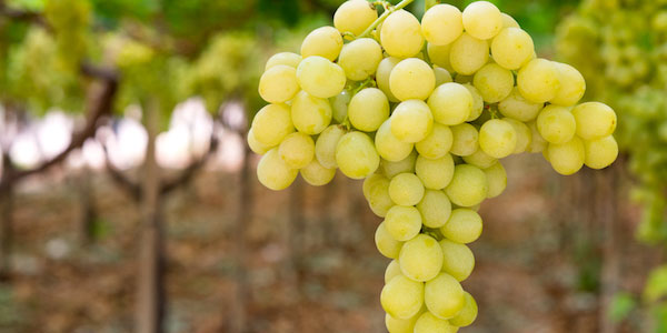 «Uva, i rincari ingiustificati pesano sul bilancio finale» 