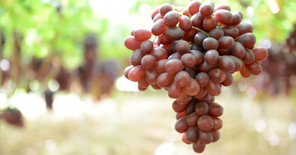 Uva, ecco la prima varietà rossa Made in Cile