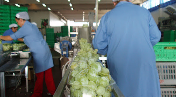 Uva senza semi, i numeri di Apofruit