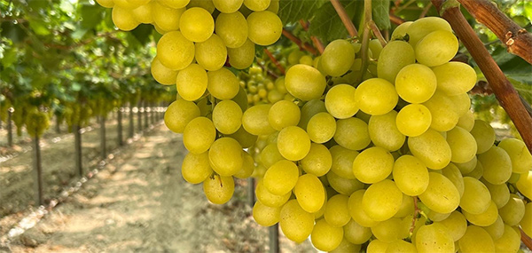 «Il vero nemico dell’uva da tavola? La crisi economica»