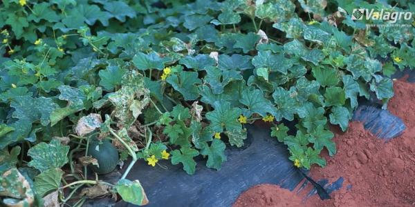Salinità del terreno, ecco come evitare problemi