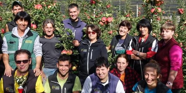 Le mele della Valtellina si fanno largo in Egitto