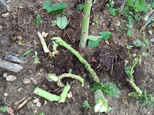 Grandine in nord Italia: danni su asparagi e ciliegie