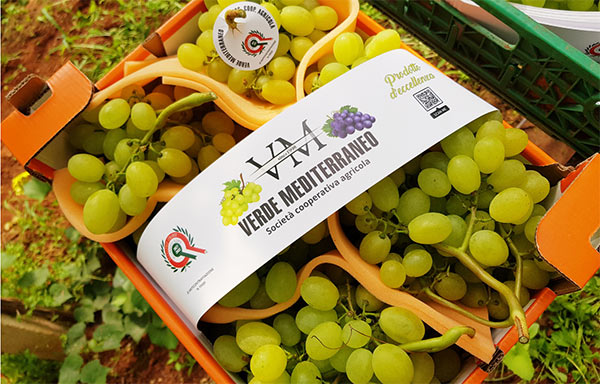 Uva da tavola siciliana, esordio convincente