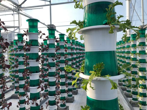 Coronavirus, una spinta allo urban farming
