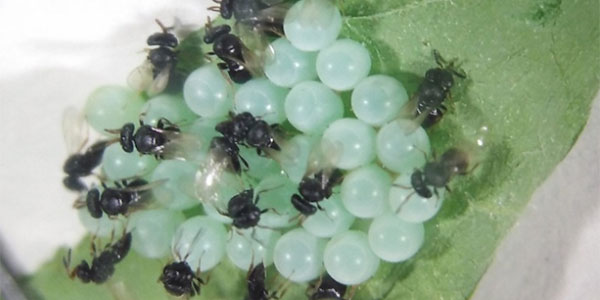 Chi è e come si comporta la vespa samurai