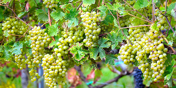 Uva seedless spartiacque per la crescita del settore