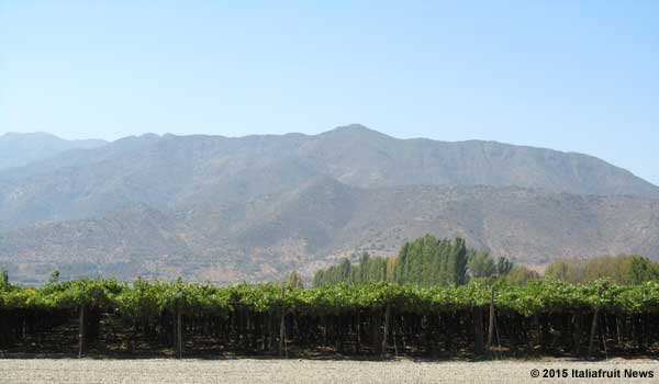 Viaggio in Cile, dove esportare frutta è una vocazione