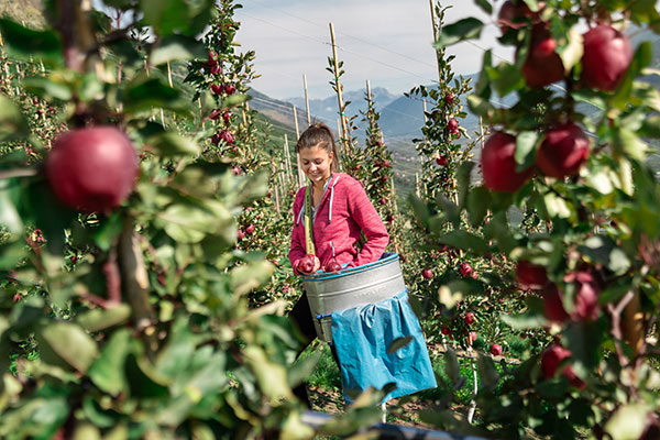 Vip, i giovani produttori salveranno la melicoltura