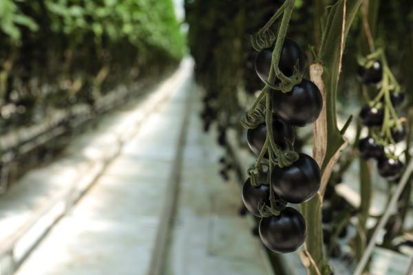 Yoom all'esordio, grande curiosità