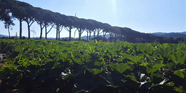 Zuccherissima Riserva Paradiso