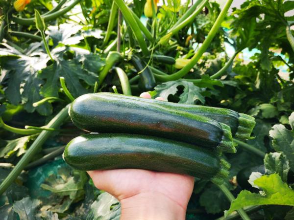 «Zucchini, battere il New Delhi virus si può»