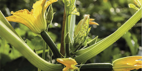 Zucchino, segui la diretta Facebook di oggi