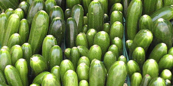 Torna la zucchina d'oro: punte da 4 euro il chilo