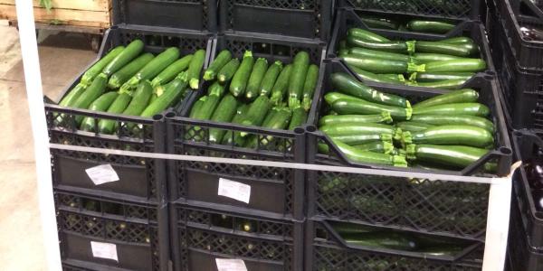 Zucchine Maas Catania
