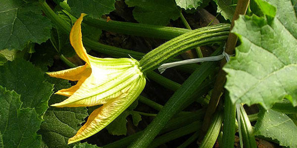 Lo strano mercato delle zucchine, qualità deprezzata