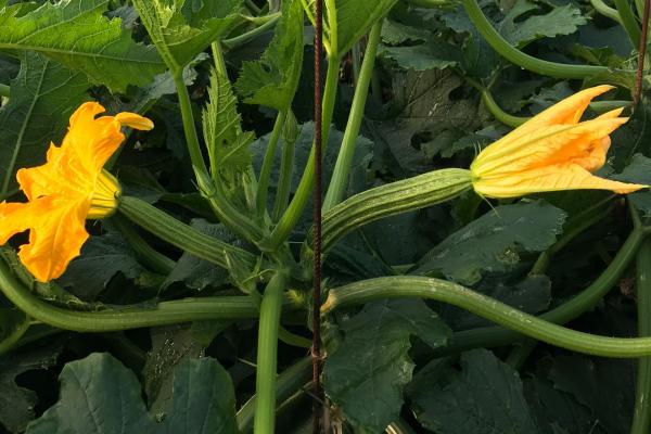 Gajardo, lo zucchino che non teme il freddo