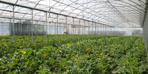 Come prevenire i marciumi radicali in modo naturale