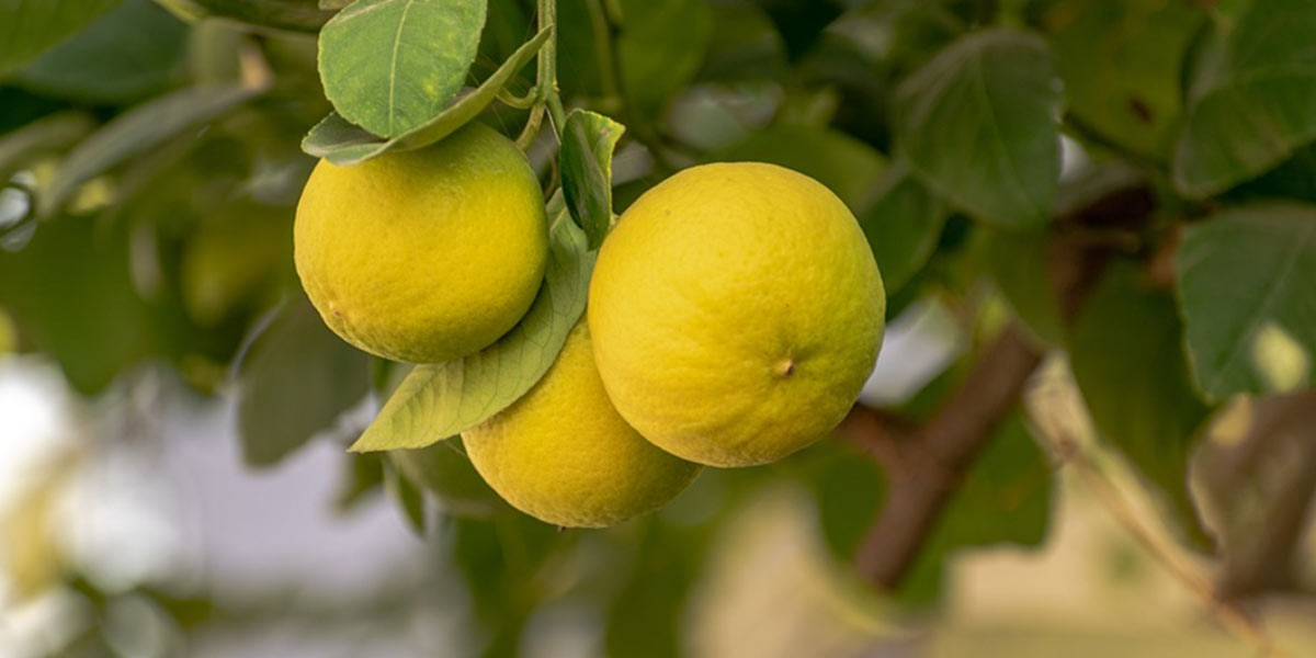 Il limone di Siracusa sarà più social