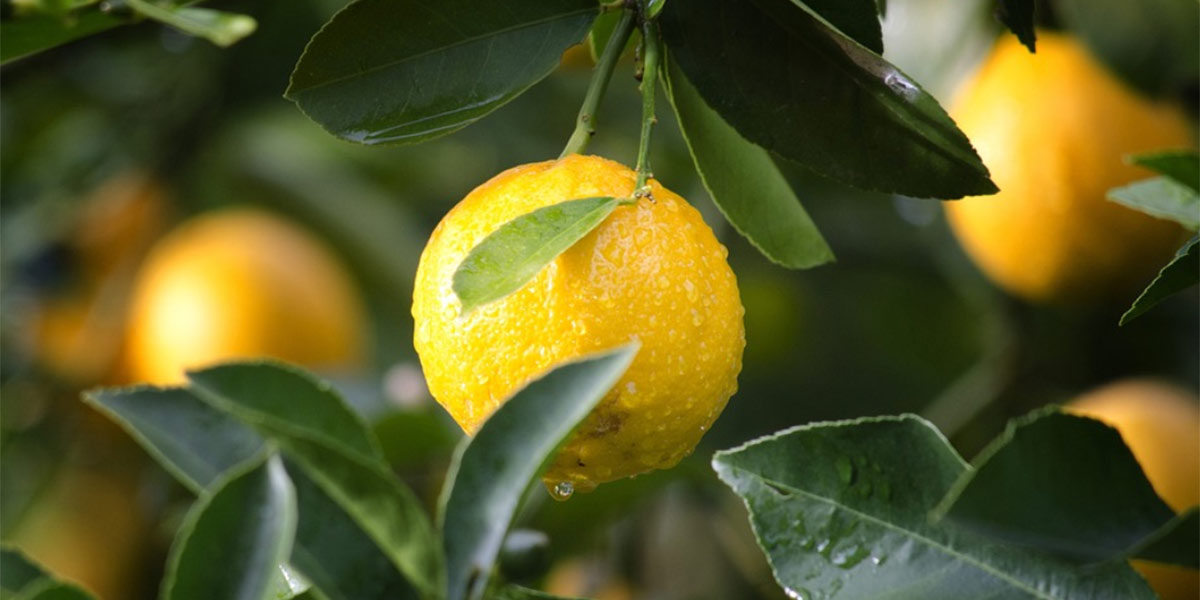 Limoni divorati dal Mal secco 