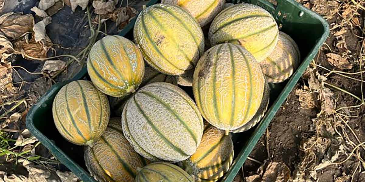 Meloni, la sfida dell’autunno